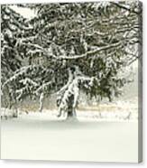 Snow-covered Trees Canvas Print