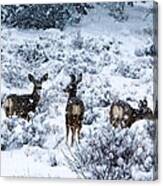Snow Deer Canvas Print