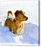 Snow Dog Canvas Print