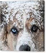 Snow Dog Canvas Print