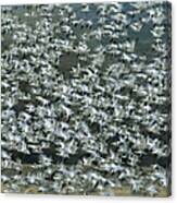 Snow Geese Flying Bosque Del Apache Canvas Print