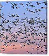 Snow Goose Flock In Flight New Mexico Canvas Print