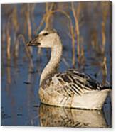 Snow Goose Juvenile Bosque Del Apache Canvas Print