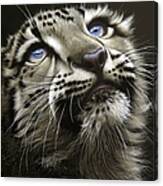 Snow Leopard Cub Canvas Print