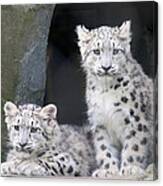 Snow Leopard Cubs Canvas Print