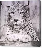 White Snow Leopard Chillin Canvas Print