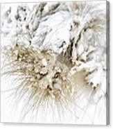 Snow Whiskers Canvas Print