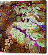 Snowbush Canvas Print