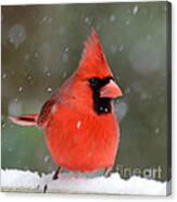 Snowflake Cardinal Canvas Print