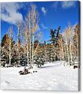 Snowy Aspen Grove Canvas Print