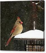 Snowy Cardinal Canvas Print