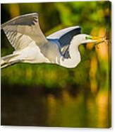 Snowy Egret Flying With A Branch Canvas Print