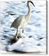 Snowy Egret In Color Canvas Print