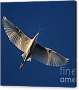 Snowy Egret In Flight Canvas Print