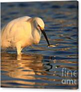 Snowy Egret Reflections Canvas Print