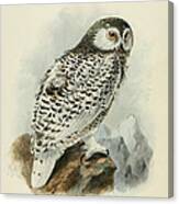 Snowy Owl 1 Canvas Print