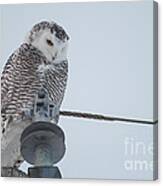 Snowy Owl Canvas Print