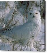 Snowy Owl Canvas Print