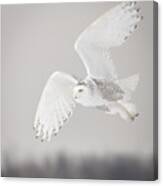 Snowy Owl In Flight 4 Canvas Print