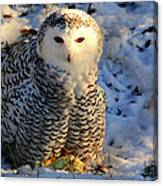 Snowy Owl Canvas Print