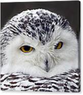 Snowy Owl - Those Eyes Canvas Print