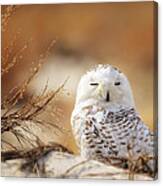 Snowy Owl Up Close Canvas Print