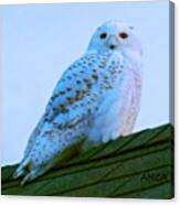 Snowy Owl, W Dennis Beach #birdfreaks Canvas Print