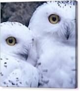 Snowy Owls Canvas Print