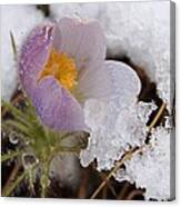 Snowy Pasqueflower Canvas Print