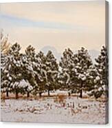 Snowy Winter Pine Trees Canvas Print