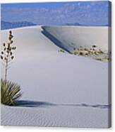 Soaptree Yucca At White Sands Nm Canvas Print