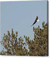 Soaring Bald Eagle Canvas Print