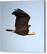 Soaring Eagle Canvas Print