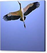 Soaring Stork Canvas Print