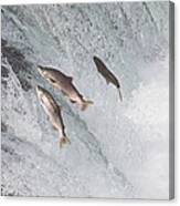Sockeye Salmon Jumping Brooks Falls Canvas Print