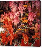 Soft Coral And Anthias Canvas Print