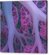 Soft Coral Canvas Print