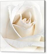 Soft Ivory Rose Flower Canvas Print