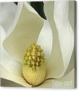 Soft Magnolia Grandiflora Canvas Print