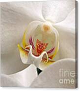 Soft Orchid Canvas Print