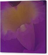Soft Orchid Canvas Print