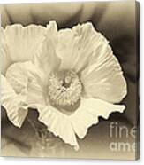 Soft Sepia White Poppy Matilija Flower Canvas Print