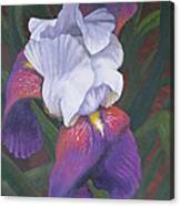 Soft Violet Canvas Print