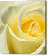 Soft Yellow Rose Canvas Print