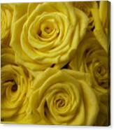 Soft Yellow Roses Canvas Print