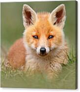 Softfox -young Fox Kit Lying In The Grass Canvas Print