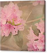 Softly Pink Canvas Print