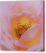 Softly Rose Canvas Print