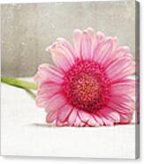 Softness In Pink Canvas Print