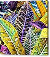 Solarized Crotons Canvas Print